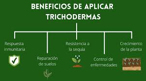 Uso de Trichodermas y Micorrizas en el cultivo de Cannabis.