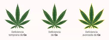 Importancia del Calcio y Magnesio en el cultivo de Cannabis.