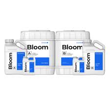 Bloom A&B