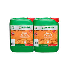Coco Forte A&B