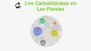 Importancia de Azucares y Carbohidratos en el cultivo de Cannabis