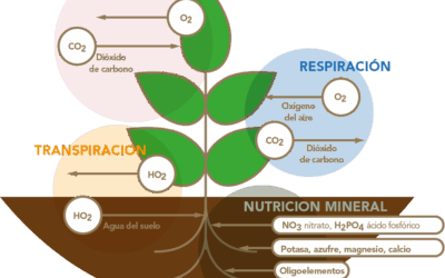 Uso de enzimas en el cultivo de Cannabis: