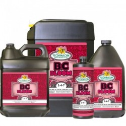 BC Bloom
