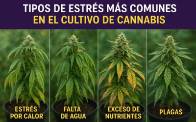 Identificación de Estrés en plantas de cannabis