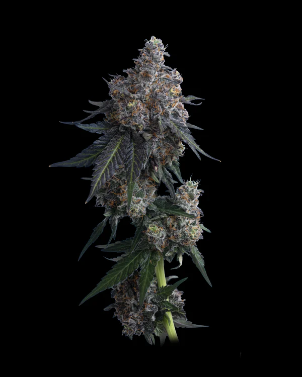 Apples Bananas Mavericks Seeds