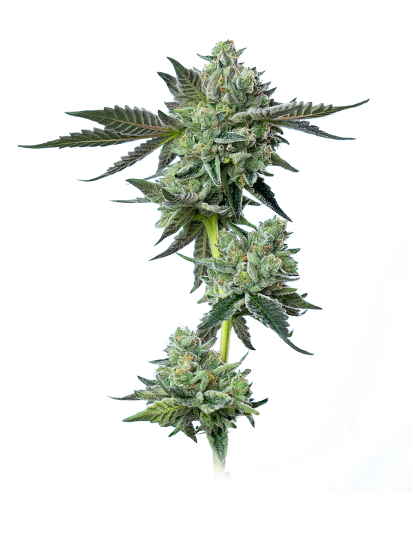 Blue Zushi Mavericks Seeds - Imagen 2