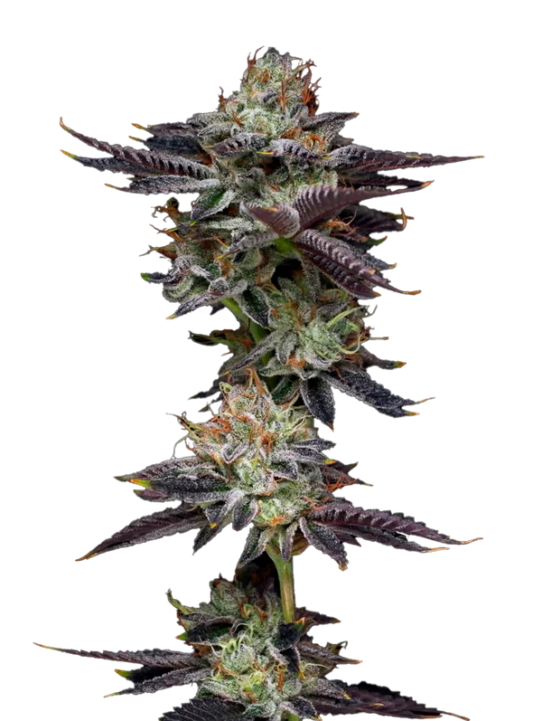 Candy Fumez Mavericks Genetics