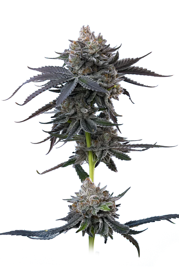 Cherry Runtz Mavericks Seeds