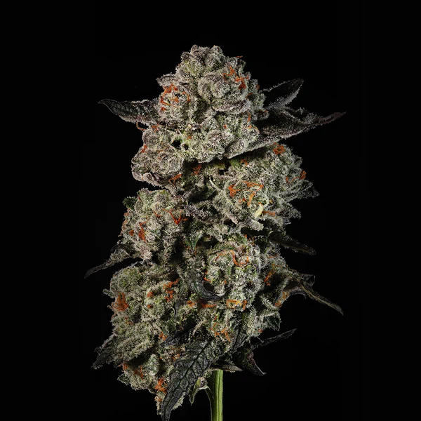 Kiwi X Cookie Dog Mavericks Seeds