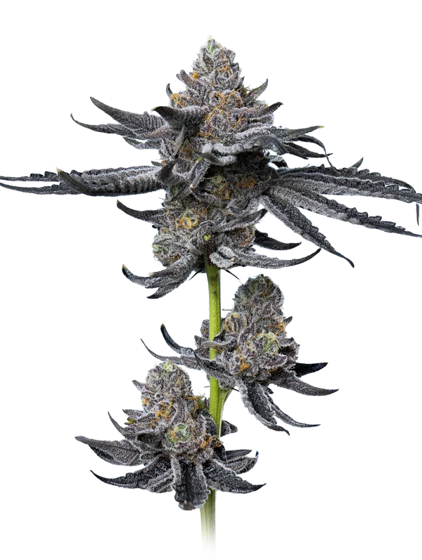 Platinum OG Mavericks Seeds