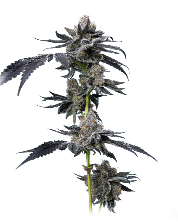 Motor Breath Mavericks Seeds - Imagen 3