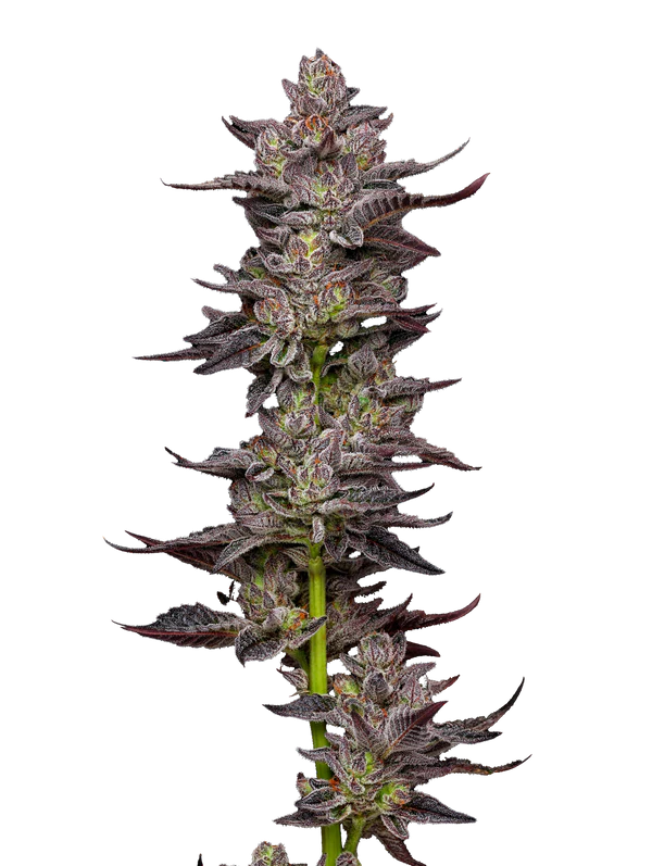 Oreoz Mavericks Seeds - Imagen 4