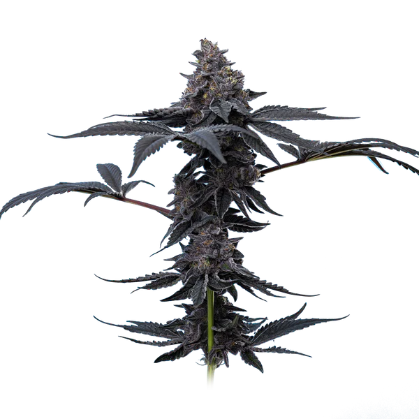Peanut Butter Breath Mavericks Seeds