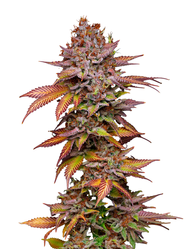 Poison Runtz Mavericks Seeds