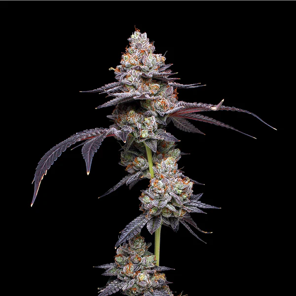 Thin Mint Mavericks Seeds