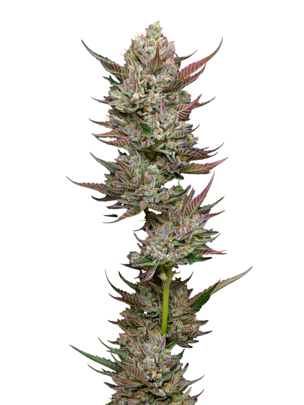 Tropicana Cherry