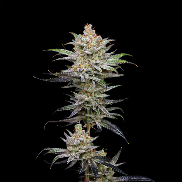 Lime Spritzer Mavericks Seeds