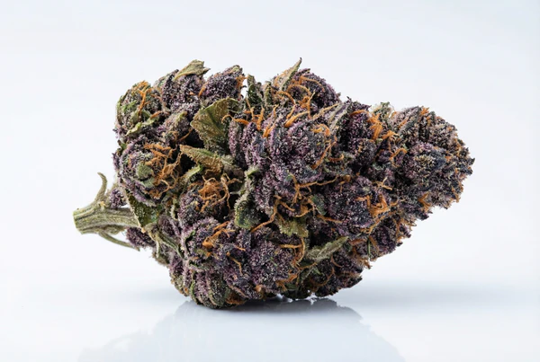 Peanut Butter Breath Mavericks Seeds