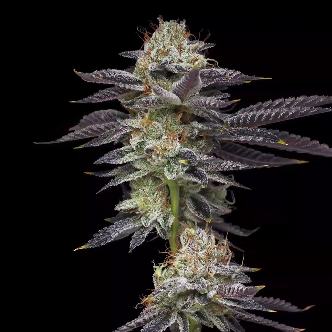 Candy Fumez Mavericks Genetics