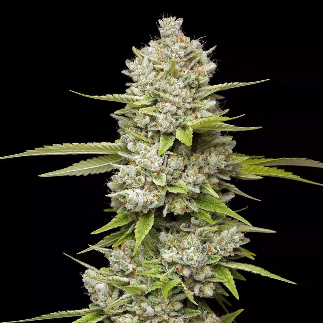 Lemon Blueberry Mavericks Seeds