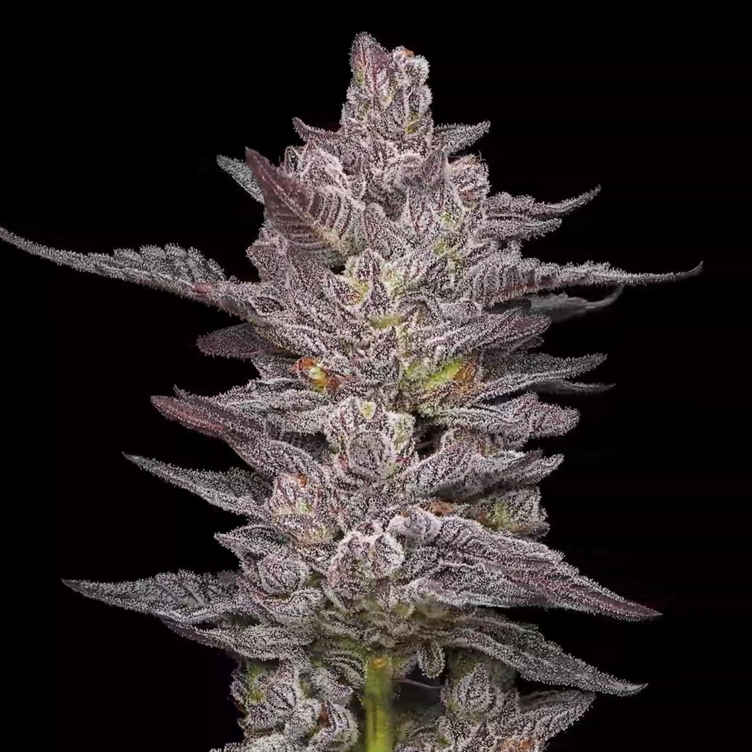 Oreoz Mavericks Seeds - Imagen 2