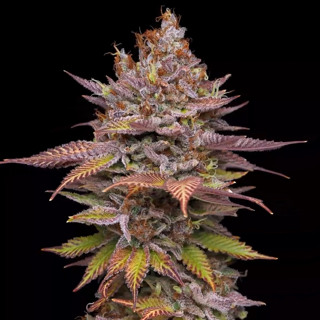 Poison Runtz Mavericks Seeds - Imagen 2