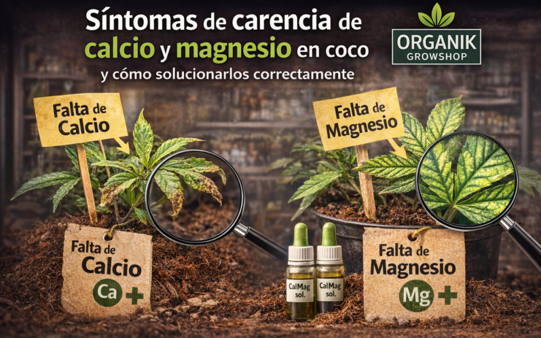 Sintomas calcio y magnesio en coco: cómo identificarlos y solucionarlos